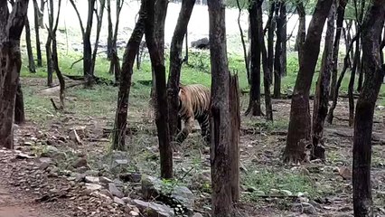 वन विभाग की टीम जुटी टे्रकिंग में