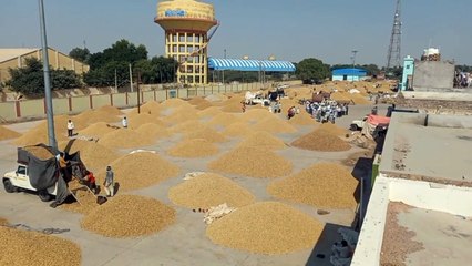 मंडी में मूंगफली की खनक से बाजार में चमक