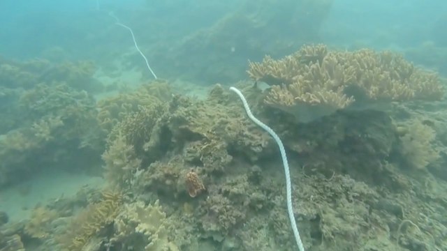 Coral off Southern Taiwan Damaged in Tropical Storm - TaiwanPlus News