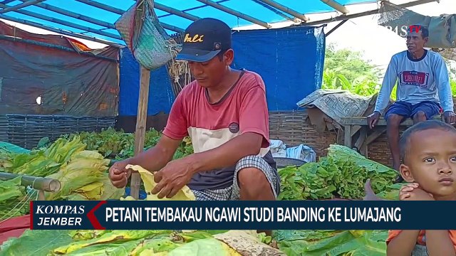 Petani Tembakau Ngawi Studi Banding Kemitraan Perusahaan Ke Lumajang