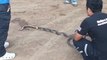 Disgusting moment cobra regurgitates entire rat snake after biting off more than it could chew