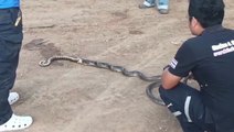 Disgusting moment cobra regurgitates entire rat snake after biting off more than it could chew