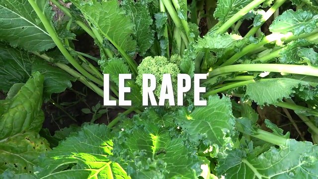 Scienza & Salute: ‘La rapa, principessa della fredda stagione’