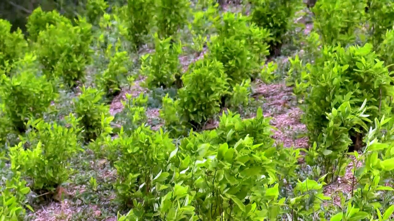 Kolumbien: Mehr Koka, mehr Kokain