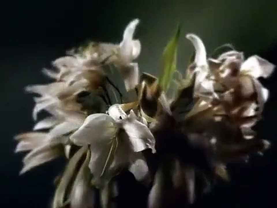 Six Feet Under - Se1 - Ep10 - The New Person HD Watch HD Deutsch