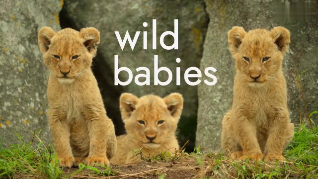Wild Animals Junior Series | Episode 2: Alone at home سلسلة صغار الحيوانات البرية | الحلقة 2: وحدها في المنزل