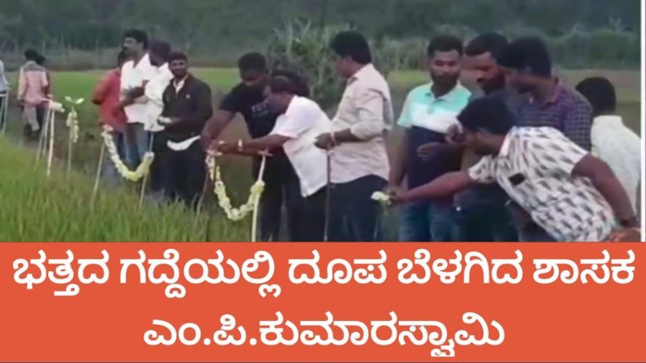 ಮೂಡಿಗೆರೆ : ಗದ್ದೆಯಲ್ಲಿ ದೂಪ ಬೆಳಗಿ ಹಬ್ಬ ಆಚರಿಸಿದ ಶಾಸಕ ಎಂ.ಪಿ.ಕುಮಾರಸ್ವಾಮಿ