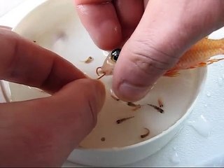 Regardez ce que son poisson a dans la bouche... trop mignon