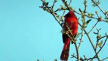 Cardinal in backyard Singing