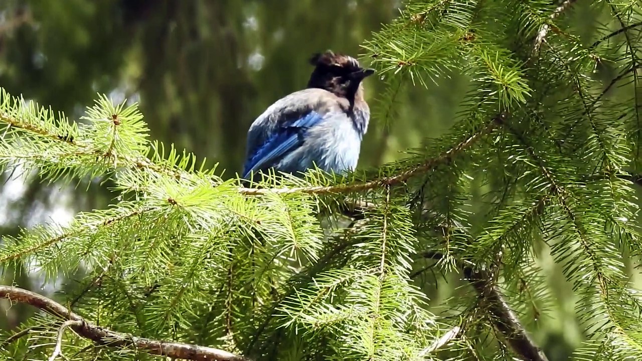 Stellers Jay