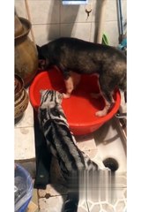 Vidio lucu viral
