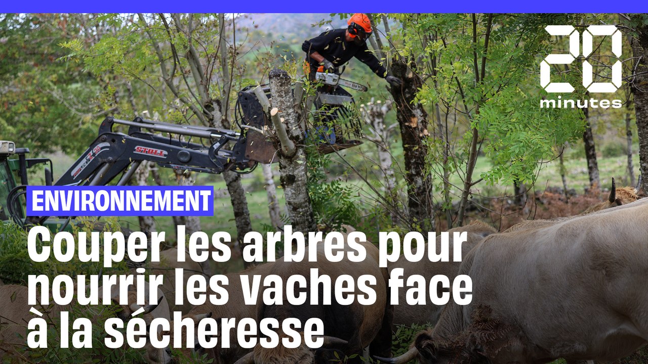 Réchauffement climatique : Face à la sécheresse, des éleveurs coupent des arbres pour nourrir leurs vaches