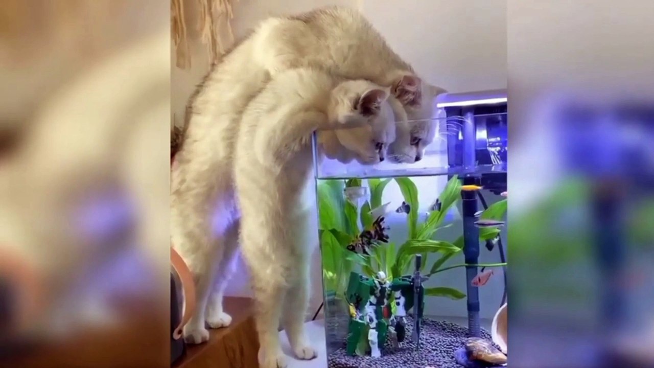 Kucing lucu menggemaskan