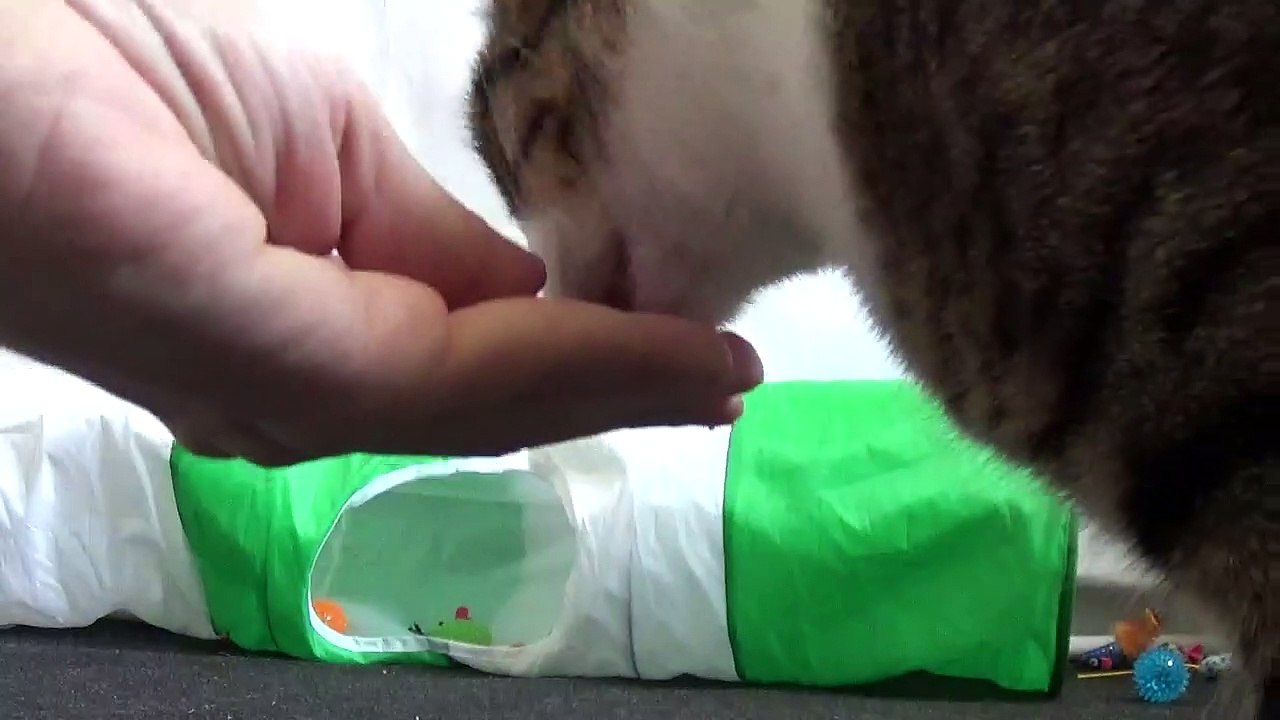 Kitten Likes Being Handfed