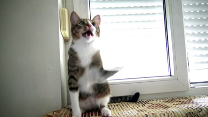 Kitten Loves Playing on the Window Sill