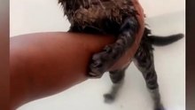 Funny Cats and Cute Cats