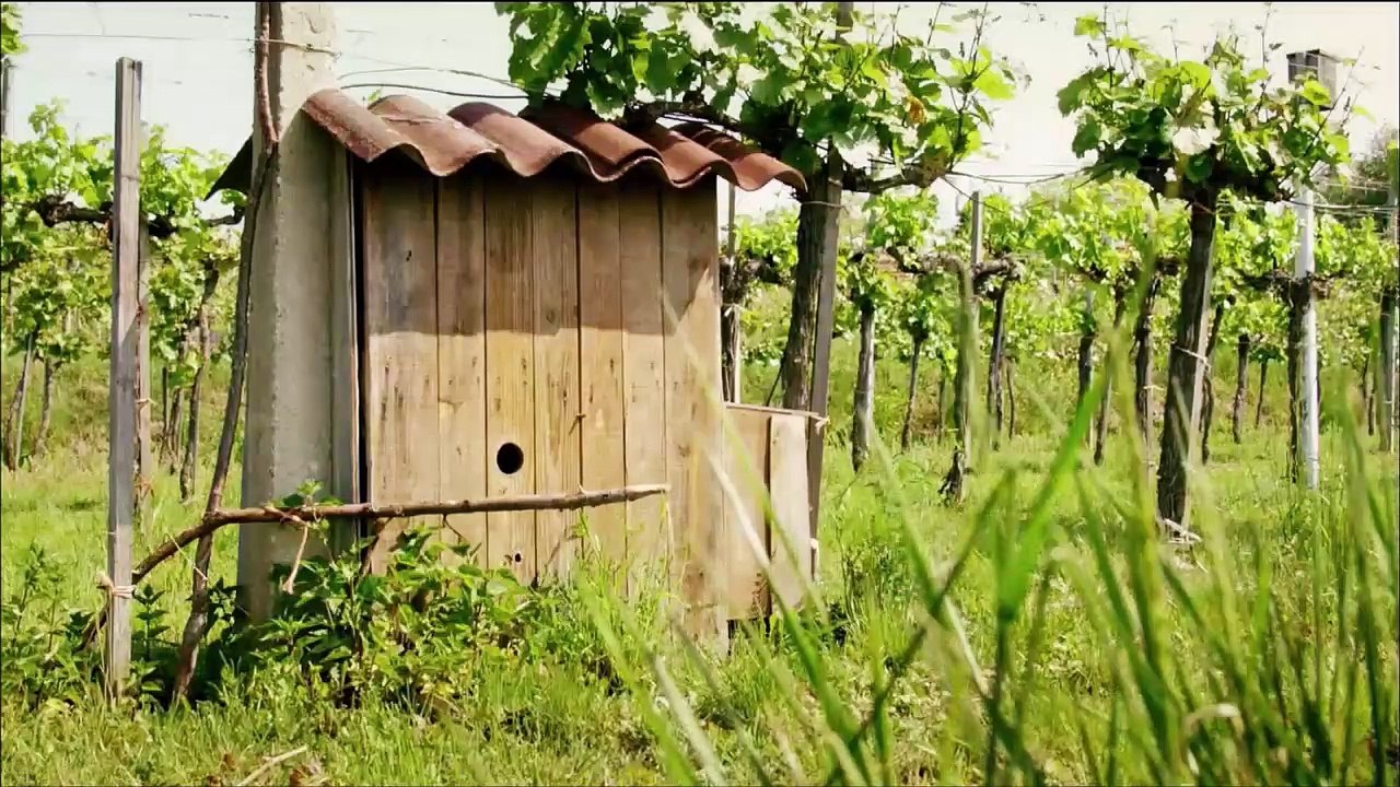 La huppe, le vigneron et le charpentier
