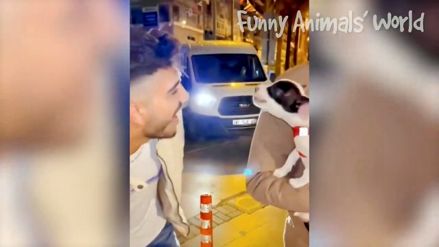 Tingkah lucu hewan peliharaan #002, kucing, anjing, dll.