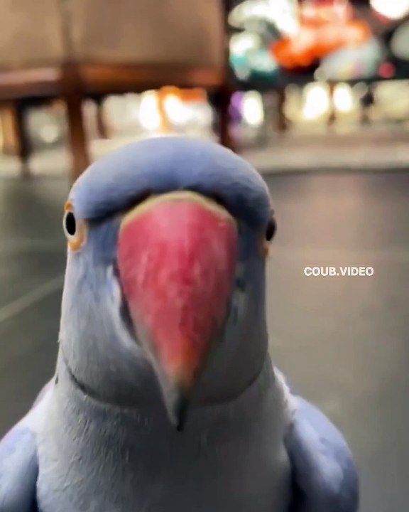 Talking parrot....