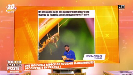 Une nouvelle espèce de fourmis dangereuses découverte en France