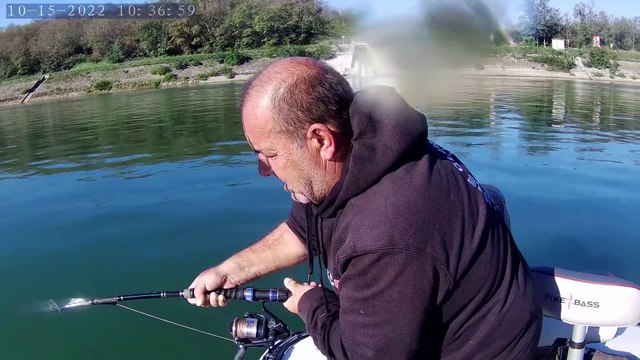 Silure Club Rhodanien : silure de 1,82m sur le Rhône