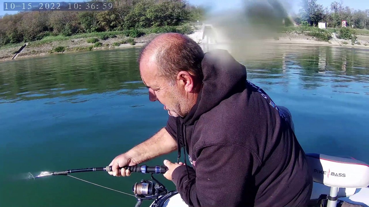 Silure Club Rhodanien : silure de 1,82m sur le Rhône