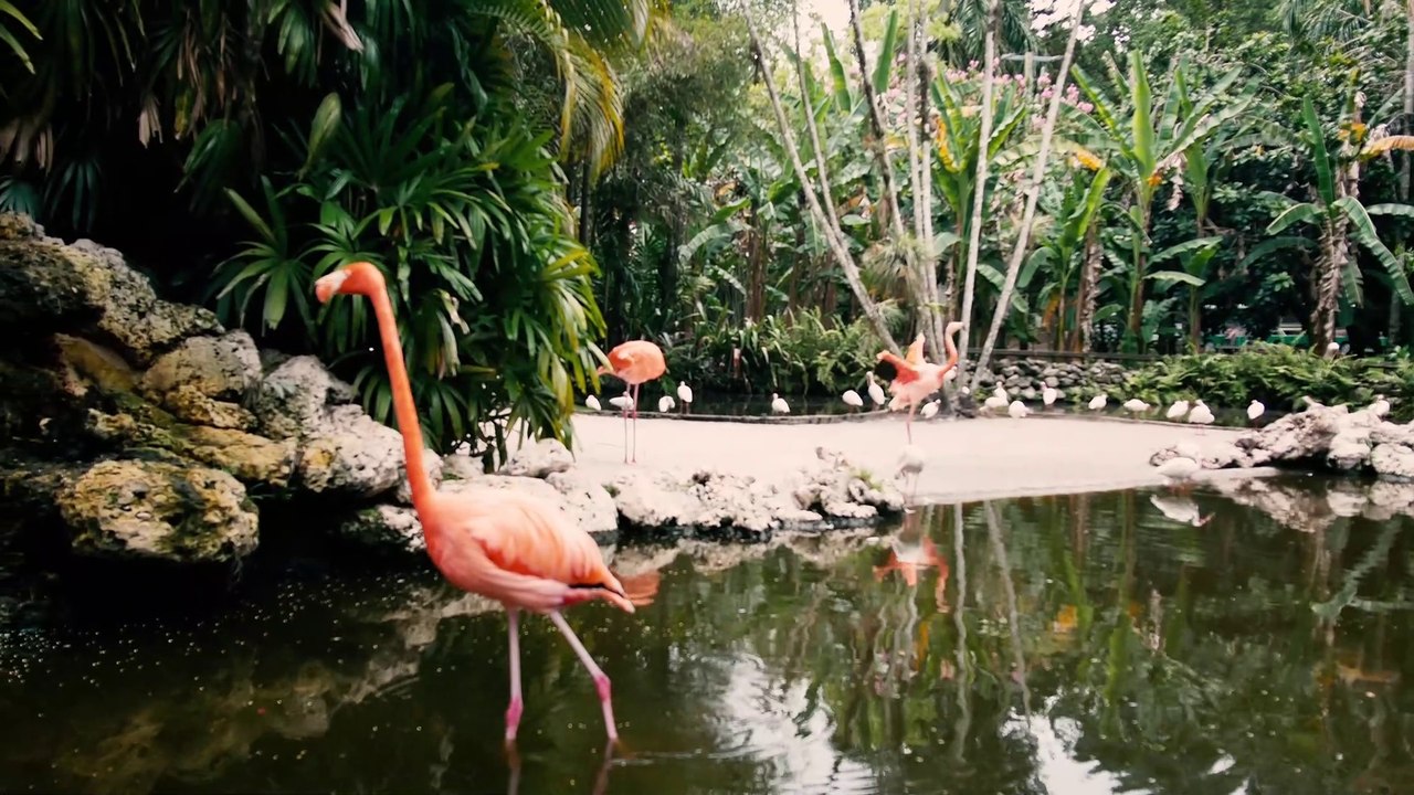 Flamingo Gardens (Davie, Florida) - 4k Travel Video Tour & Review - Classic Tourist Attraction in South Florida