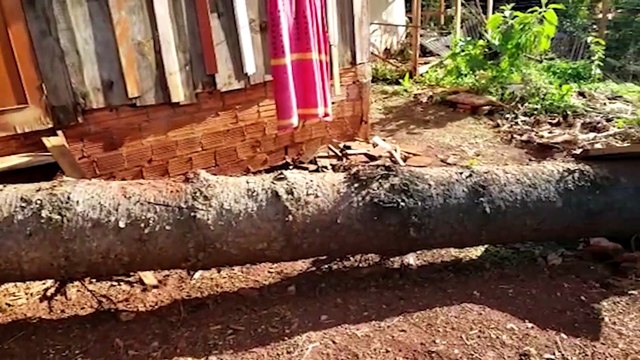 Corpo de Bombeiros realiza poda de árvore no Melissa