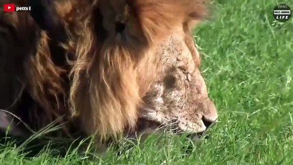 14 Scariest Moments Alpha Lions Kill Their Prey   Wild Animal Life