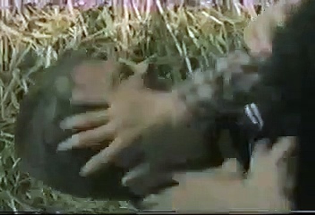 Animorphs - Se1 - Ep10 HD Watch HD Deutsch