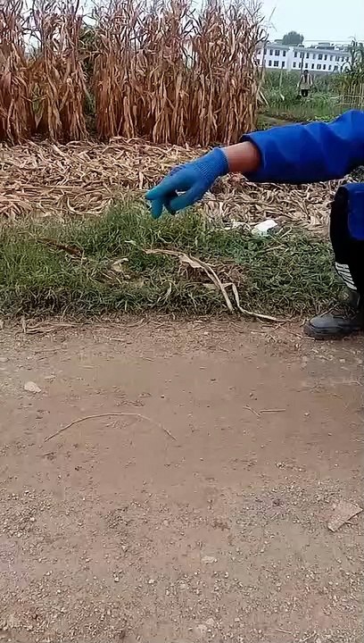 ANIMAL (7)