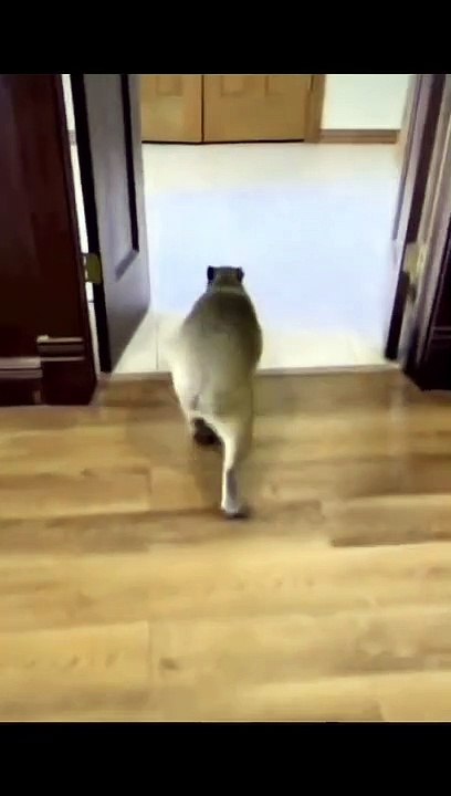ANIMAL (10)