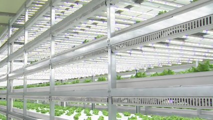 경험과 상상으로 배양...'탄소 저감' 미래 농업이 살 길 / YTN