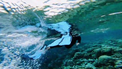 Snorkeling di laut wakatobi