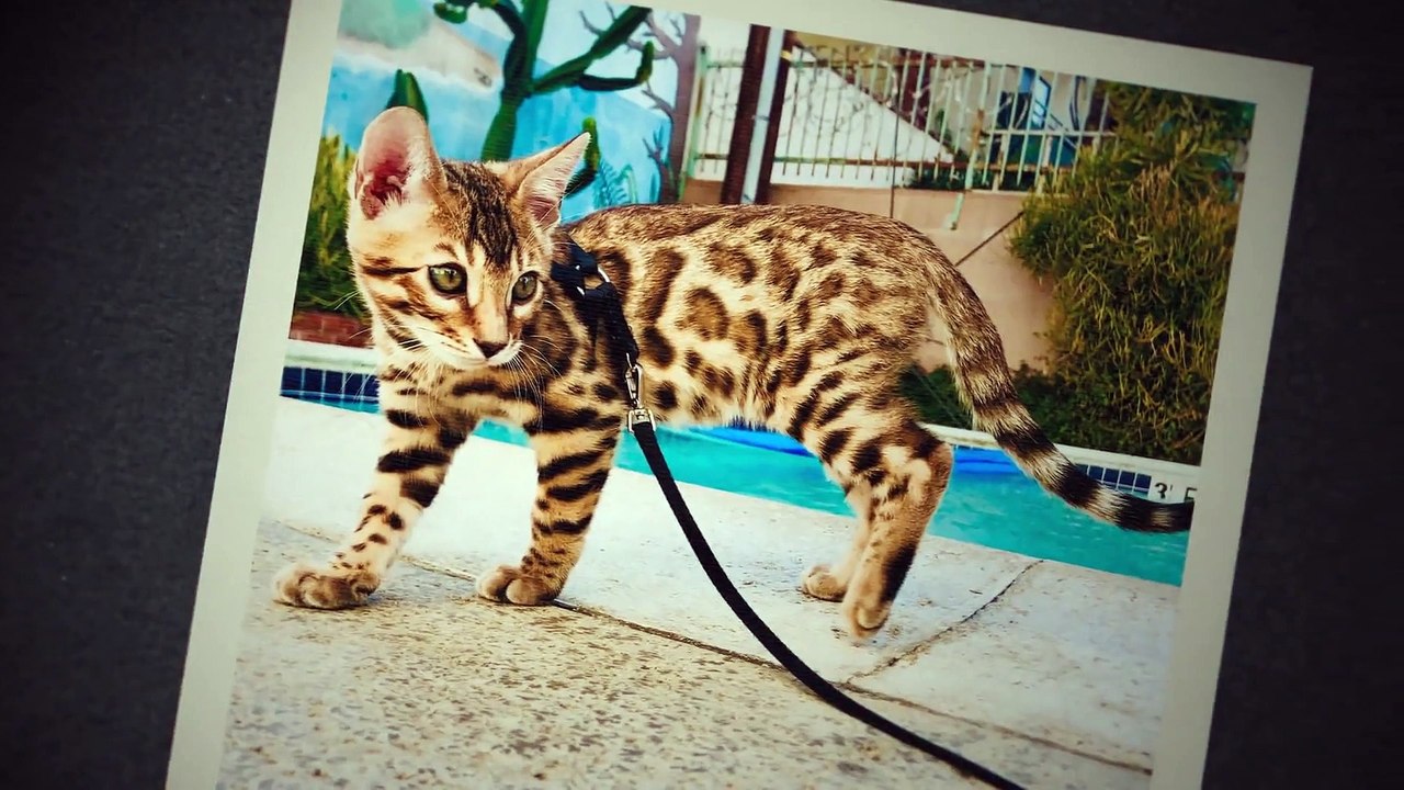 Cat People - Se1 - Ep06 HD Watch HD Deutsch