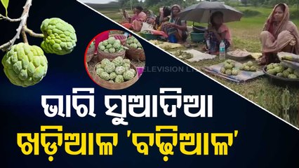 Special Story | Nuapada farmers face distress sale of custard apple