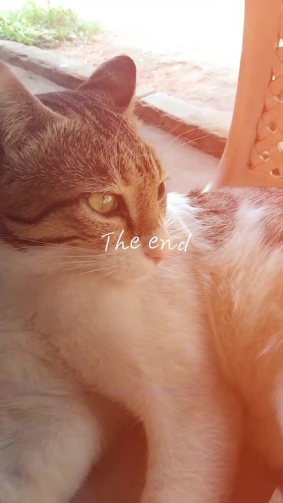 Cute Cat Style 