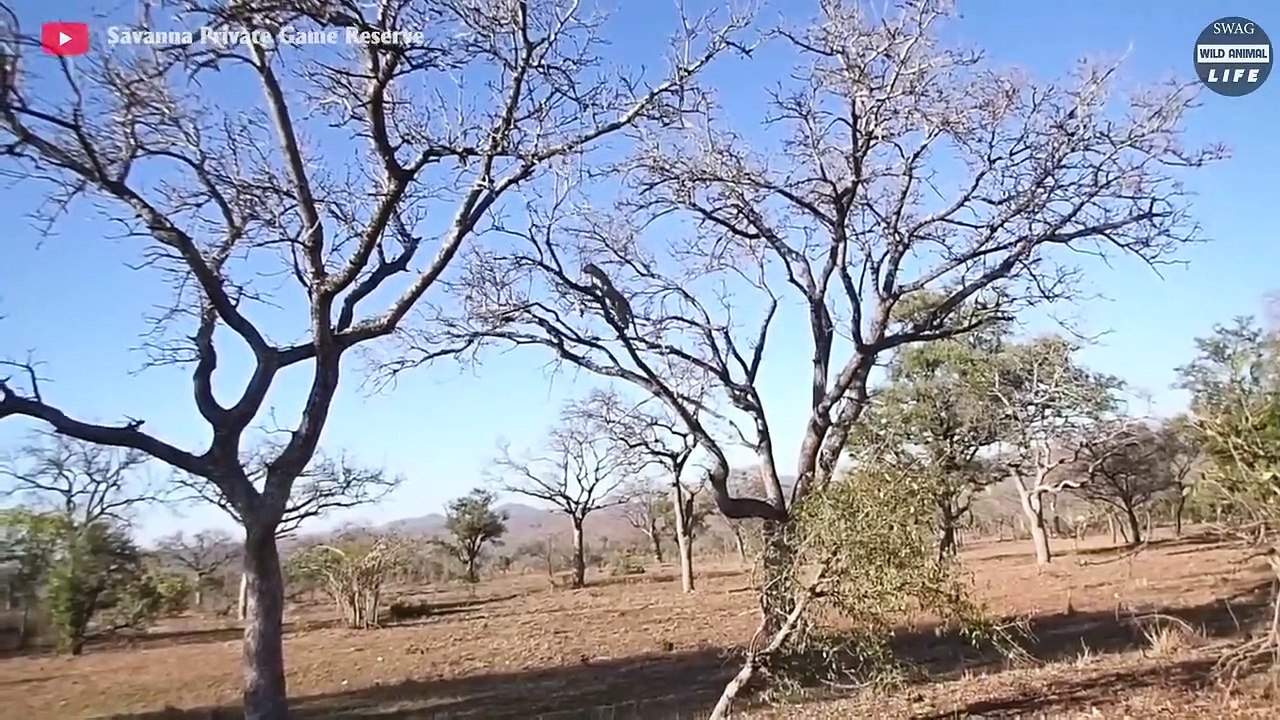 Sadly ! How Do Leopards Survive Injured In The Wild    Wild Animal Life
