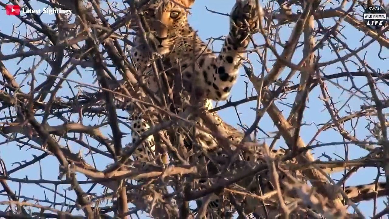 OMG! Lion Jumps Up Tree To Attack Leopard And The Tragic End   Wild Animal Life