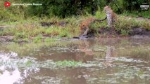 Unbelievable ! What happens when a leopard meets a crocodile    Wild Animal Life