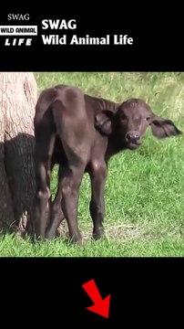 lion fight buffalo cub #animal #shorts #shortvideo #animals