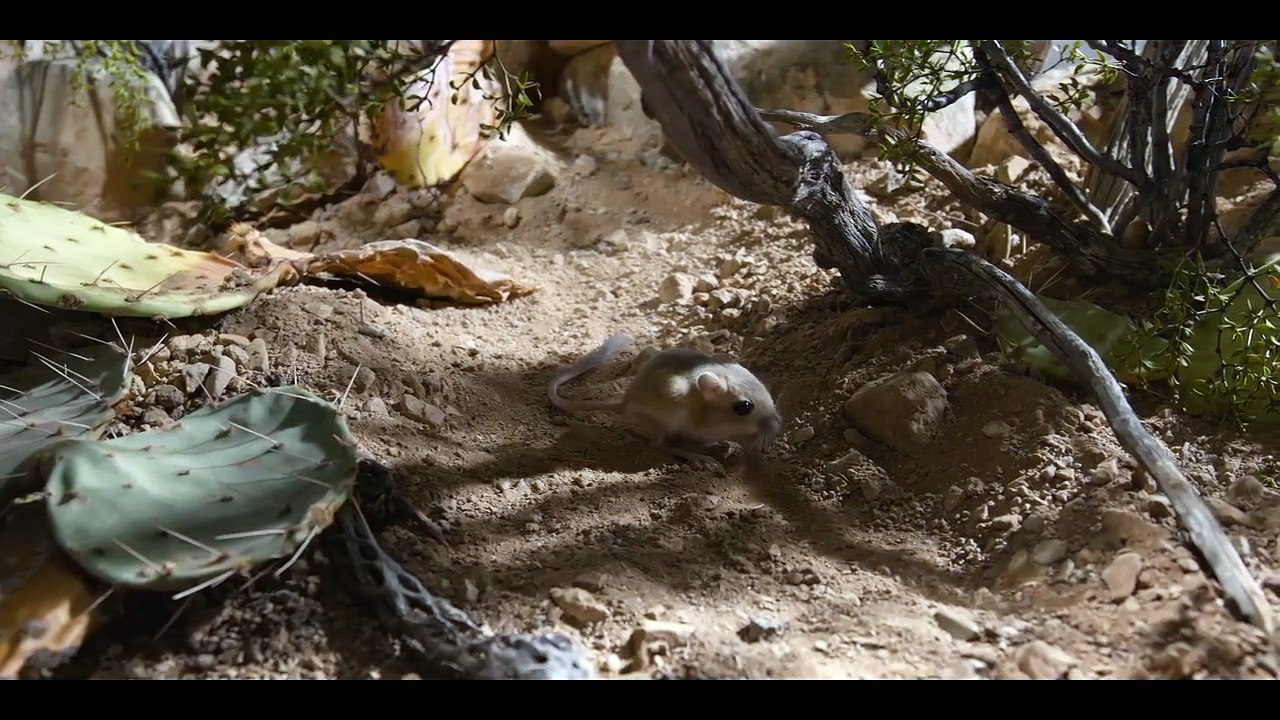 Tiny Creatures - Se1 - Ep01 HD Watch HD Deutsch