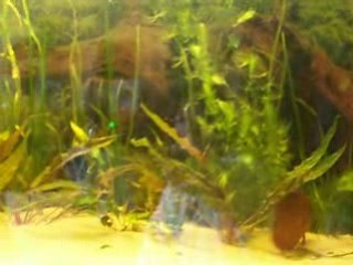 Mes sauvages 16mars 2008 018