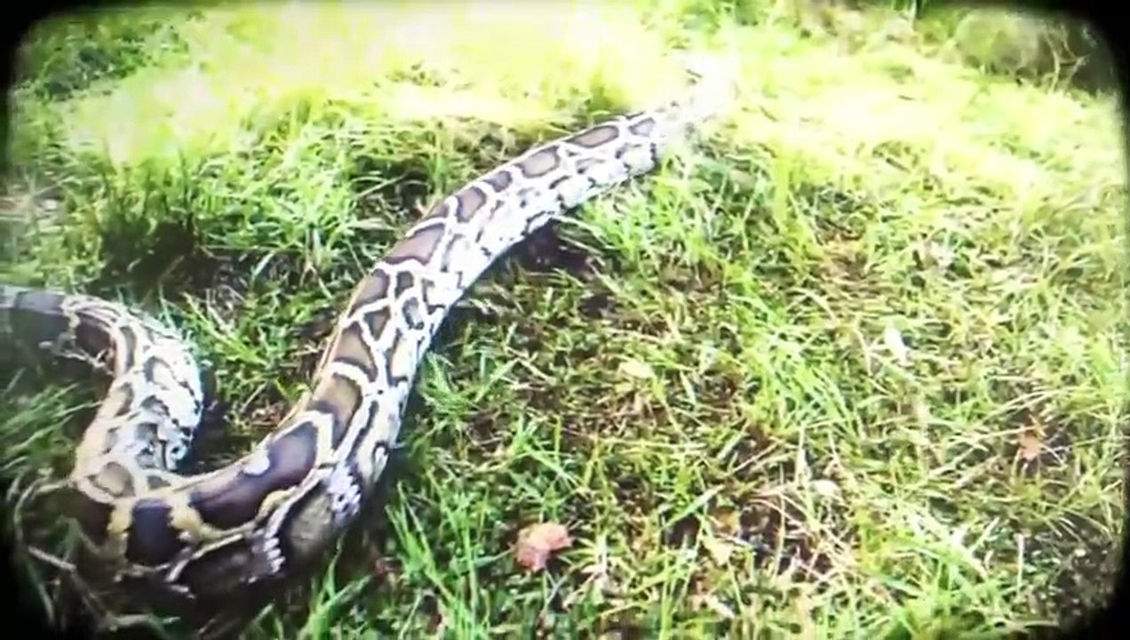 Guardians of the Glades - Se2 - Ep06 - Snake Bait HD Watch HD Deutsch