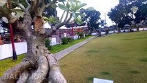 Kompilasi Adenium Pameran Nasional Bonsai Gianyar Bali 2021