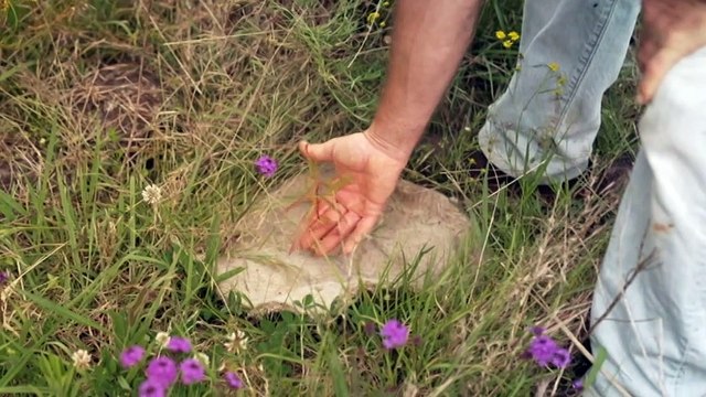 Landowners in NSW can earn carbon credits from planting koala habitat on their property