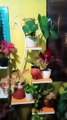 Smart ideas 2023 for growing flowers and plants Garden House