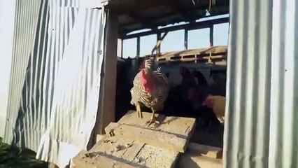 Vice - Se4 - Ep05 - Meathooked $$ End of Water HD Watch HD Deutsch