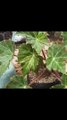 Smart ideas 2023 for growing flowers and plants Garden House