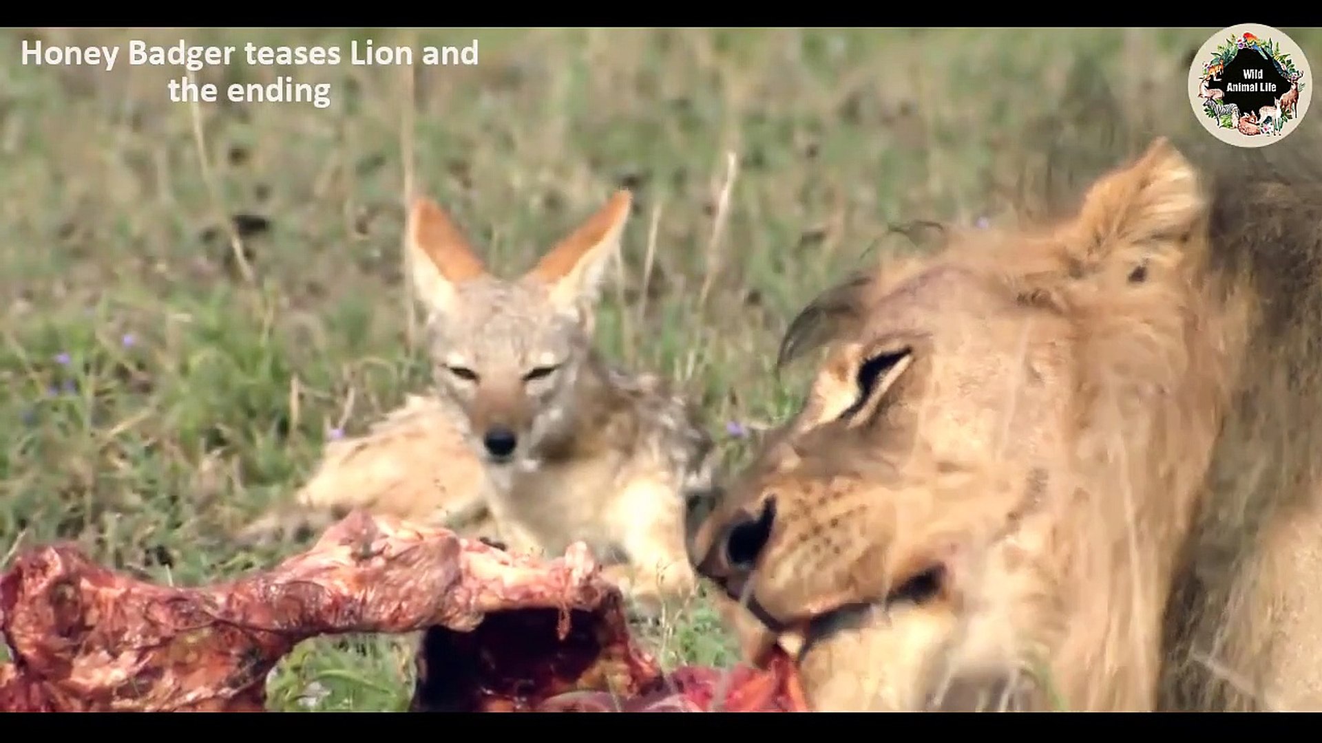Honey Badger Vs Lion Who Would Win